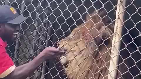 Man bitten by lion