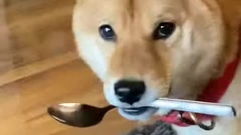 kenji is the spoon thief