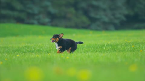 Puppy video viral video