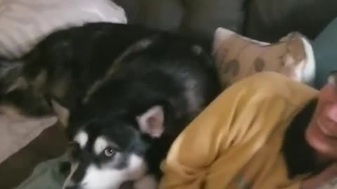Protective husky won't allow anyone to touch his "mommy"
