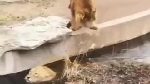 two lion funny video