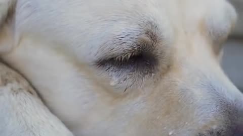 Dog saves the lives of blind people