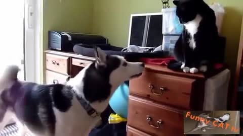 Cats & Dogs Are Meeting Each Other For The First Time