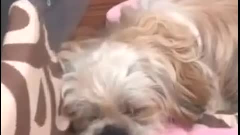 Sleeping Shitzu - Cute Puppy