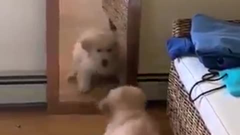 DOG VS MIRROR REACTION