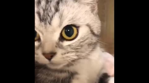 Daily cat video - 4