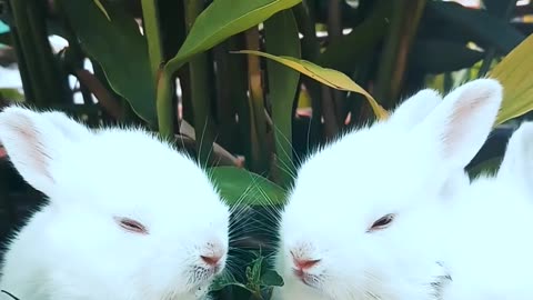 Beautiful little white rabbits