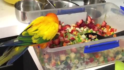 Sun parakeet absolutely loves eating strawberries