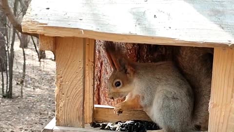 A cute squirrel clicks seeds 😍.