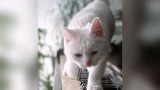 Cute cat playing piano