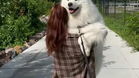 Massive Newfoundland Thinks He's A Tiny Lap Dog