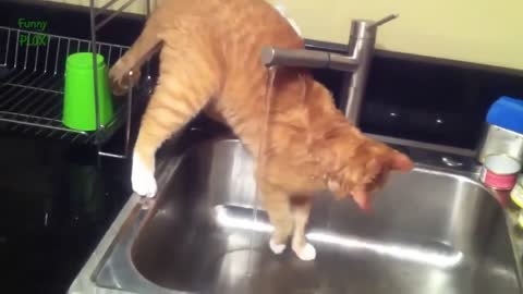 Cats Playing with Water