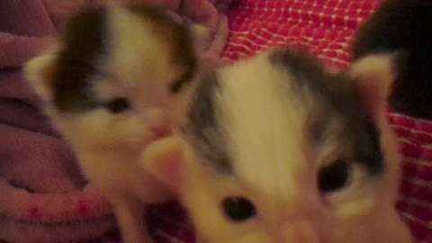 Two week old kittens take first steps