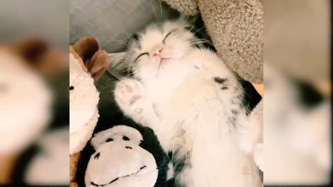 The Most Adorable Kitty Moments: A Compilation of Cuteness!