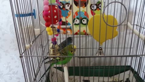 My parrots are in a cage.