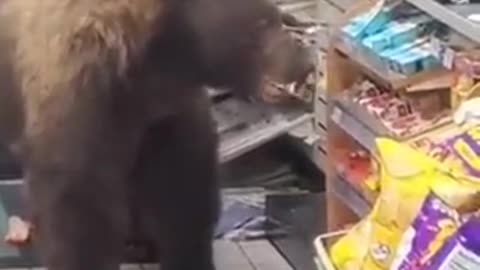 Never thought I’d see a bear robbing a store