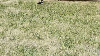 Magpie bird needs Help