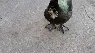 Coolest Duck EVER!
