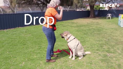 FREE DOG TRAINING SERIES – Lesson 1: how to teach your dog to sit and drop