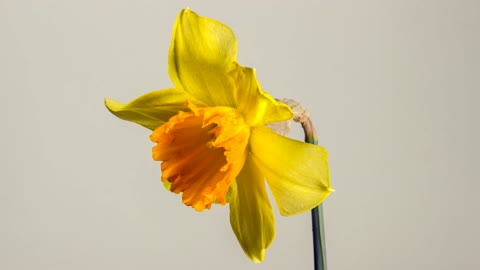 Yellow flower opening in spring time lapse