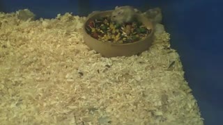 Russian dwarf hamster eating inside of the bowl, there's a lot of food! [Nature & Animals]