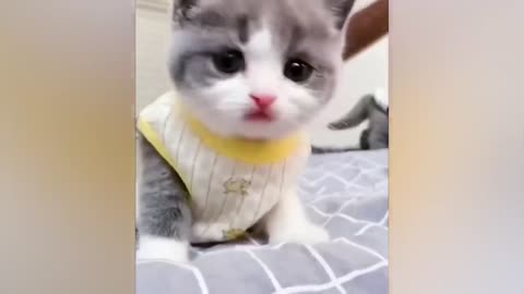 funny cute cats and dogs🐶🙀😹🐱🤣 #4