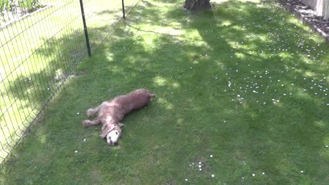 Soggy dog dries himself on the grass