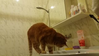 cat plumber