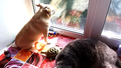 Dog, cat and turtle hang out together