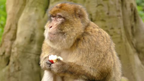 Cute monkey eating fruits