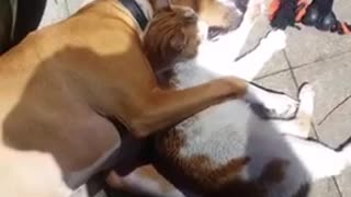 Dog and cat buddies lovingly hug each other