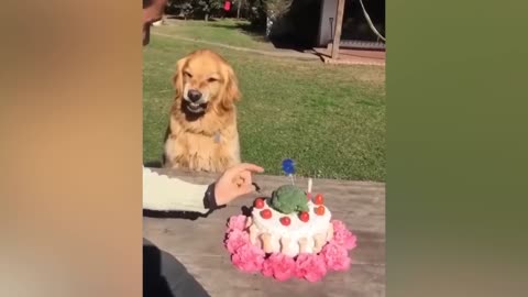 Dogs Reaction to Cutting Cake - Funny Dog Cake Reaction Compilation