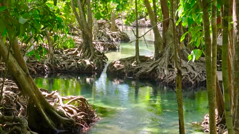 Mangrove Forest - 1 Hour Scenic Video