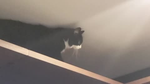 Stupid cat Gets stuck