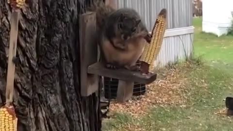 a very thick squirrel