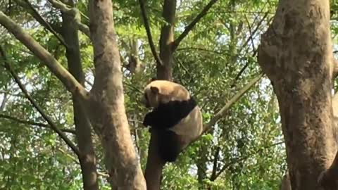 Panda sitting on a thin branch