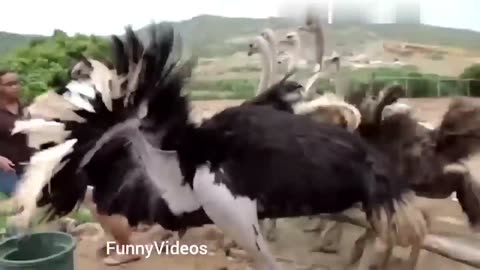 Laugh Out Loud with the Best Funny Animal Moments Compilation! (12)