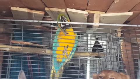 Golden Retriever and macaw compete for attention
