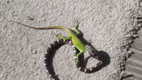Snake V's Lizard on guys porch