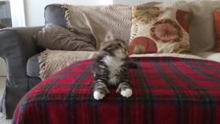 Uptown Funk Cat Version - Winnie the Kitten Video (adorable cat dancing to Uptown Funk)