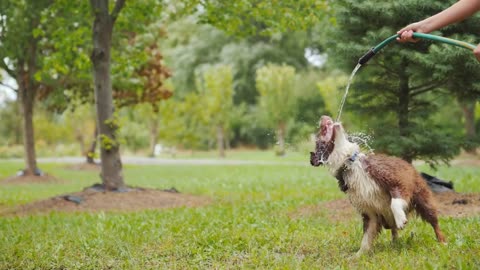 Favorite video of funny dog ​​playing in the garden with hose water