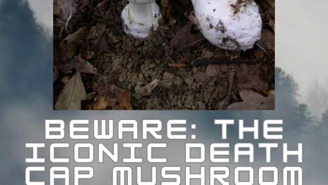 Beware the Death Cap Mushroom: A Deadly Deception 🍄☠️