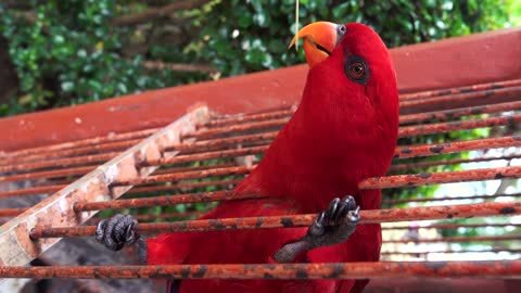 Funny Time With Red Parrot Catching stick