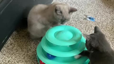 Kittens and new toy