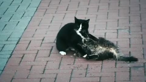 Beautiful cats friends playing on the street outdoors