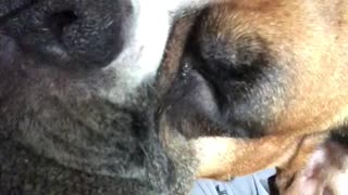 Boxer snoring loudly