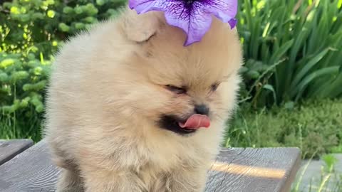 Puppy, with flower on his head.