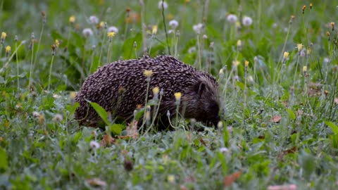 Hedgehog Got Open Mouth For Garden Food