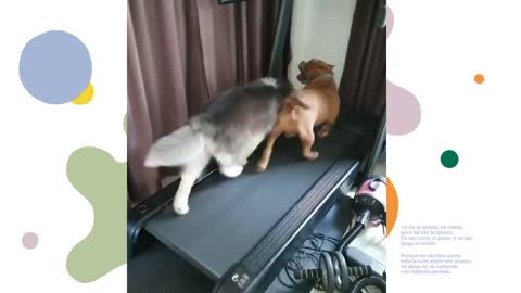Funny dog Running in Treadmill