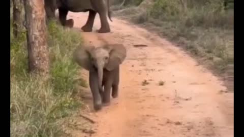 baby elephant with funny attack 😅 🐘